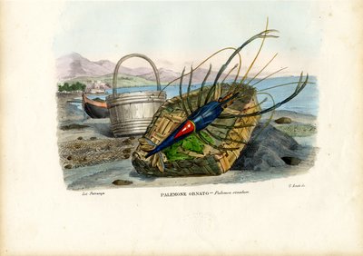 Crostacei da Raimundo Petraroja